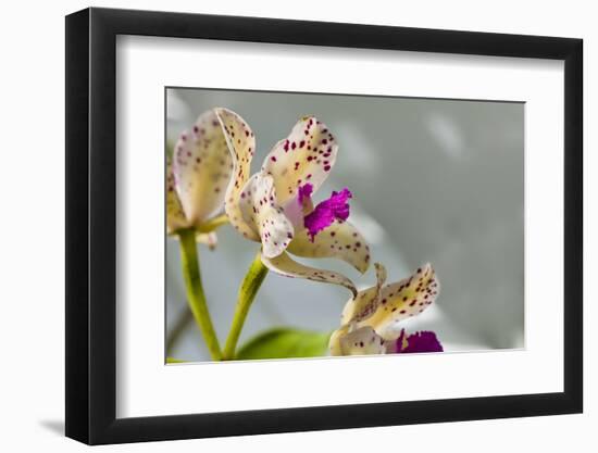 Close-up of Orchid flowers in bloom-Panoramic Images-Framed Photographic Print