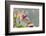 Close-up of Orchid flowers in bloom-Panoramic Images-Framed Photographic Print