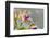 Close-up of Orchid flowers in bloom-Panoramic Images-Framed Photographic Print