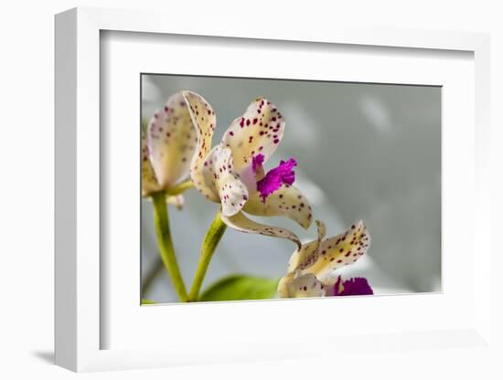 Close-up of Orchid flowers in bloom-Panoramic Images-Framed Photographic Print