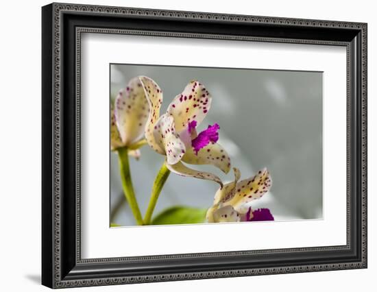 Close-up of Orchid flowers in bloom-Panoramic Images-Framed Photographic Print