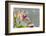 Close-up of Orchid flowers in bloom-Panoramic Images-Framed Photographic Print