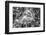 Close-up of orchid flowers, Sarasota, Florida, USA-Panoramic Images-Framed Photographic Print