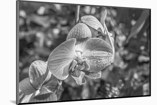 Close-up of orchid flowers, Sarasota, Florida, USA-Panoramic Images-Mounted Photographic Print