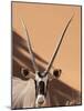 Close-Up of Oryx, Namib-Naukluft Park, Namibia, Africa-Wendy Kaveney-Mounted Photographic Print