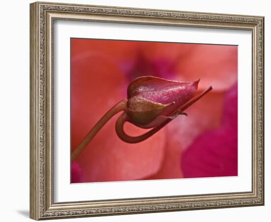 Close-Up of Ose Bud With Dew-Nancy Rotenberg-Framed Photographic Print