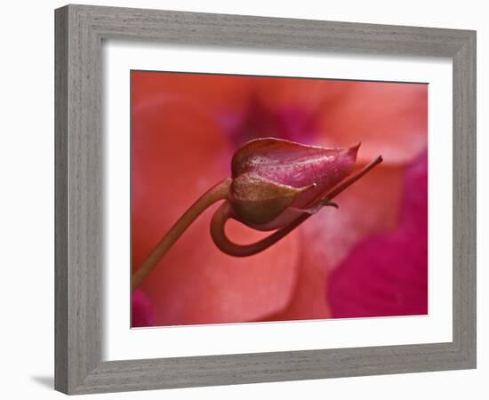 Close-Up of Ose Bud With Dew-Nancy Rotenberg-Framed Photographic Print