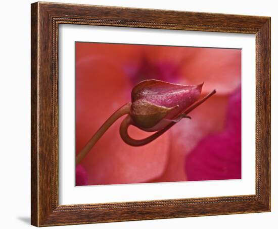 Close-Up of Ose Bud With Dew-Nancy Rotenberg-Framed Photographic Print