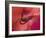 Close-Up of Ose Bud With Dew-Nancy Rotenberg-Framed Photographic Print