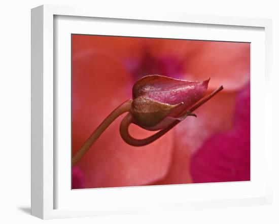 Close-Up of Ose Bud With Dew-Nancy Rotenberg-Framed Photographic Print