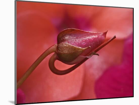 Close-Up of Ose Bud With Dew-Nancy Rotenberg-Mounted Photographic Print