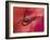 Close-Up of Ose Bud With Dew-Nancy Rotenberg-Framed Photographic Print