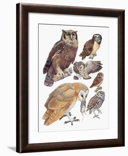 Close-Up of Owls-null-Framed Giclee Print