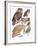 Close-Up of Owls-null-Framed Giclee Print