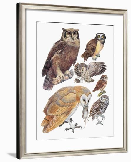 Close-Up of Owls-null-Framed Giclee Print