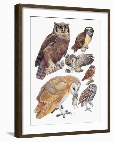 Close-Up of Owls-null-Framed Giclee Print