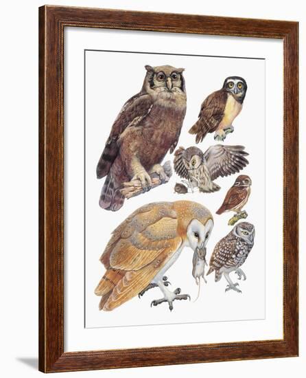 Close-Up of Owls-null-Framed Giclee Print