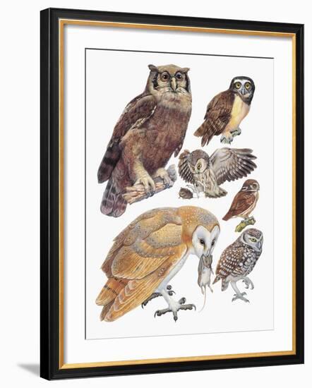 Close-Up of Owls-null-Framed Giclee Print