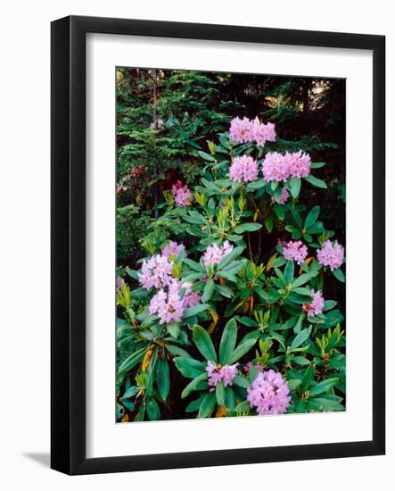 Close-up of Pacific rhododendron (Rhododendron macrophyllum) flowers blooming on plant, Mt Hood...-null-Framed Photographic Print