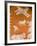 Close-up of Painting in Ranthambore National Park, Rajasthan, India-Bill Bachmann-Framed Photographic Print