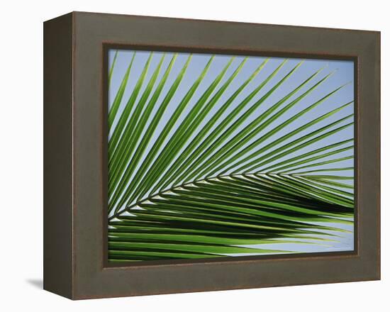 Close-up of Palm Leaf at Ko Samet Island, Rayong, Thailand, Asia-Richard Nebesky-Framed Premier Image Canvas