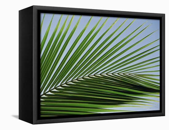 Close-up of Palm Leaf at Ko Samet Island, Rayong, Thailand, Asia-Richard Nebesky-Framed Premier Image Canvas