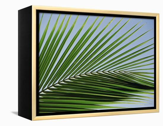 Close-up of Palm Leaf at Ko Samet Island, Rayong, Thailand, Asia-Richard Nebesky-Framed Premier Image Canvas