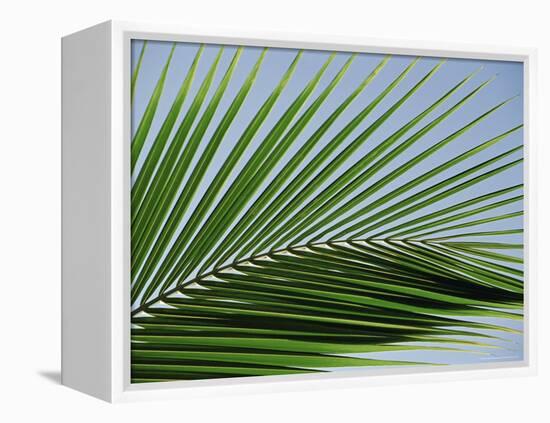 Close-up of Palm Leaf at Ko Samet Island, Rayong, Thailand, Asia-Richard Nebesky-Framed Premier Image Canvas