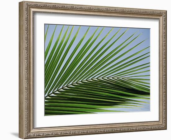 Close-up of Palm Leaf at Ko Samet Island, Rayong, Thailand, Asia-Richard Nebesky-Framed Photographic Print