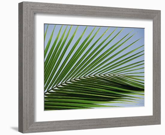 Close-up of Palm Leaf at Ko Samet Island, Rayong, Thailand, Asia-Richard Nebesky-Framed Photographic Print