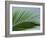 Close-up of Palm Leaf at Ko Samet Island, Rayong, Thailand, Asia-Richard Nebesky-Framed Photographic Print