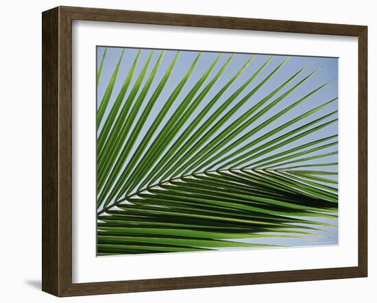 Close-up of Palm Leaf at Ko Samet Island, Rayong, Thailand, Asia-Richard Nebesky-Framed Photographic Print