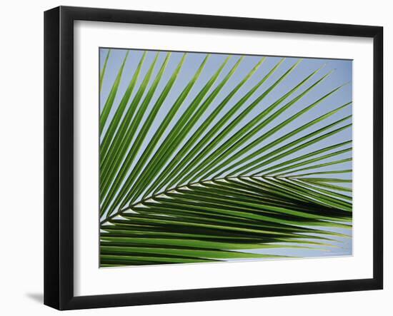 Close-up of Palm Leaf at Ko Samet Island, Rayong, Thailand, Asia-Richard Nebesky-Framed Photographic Print