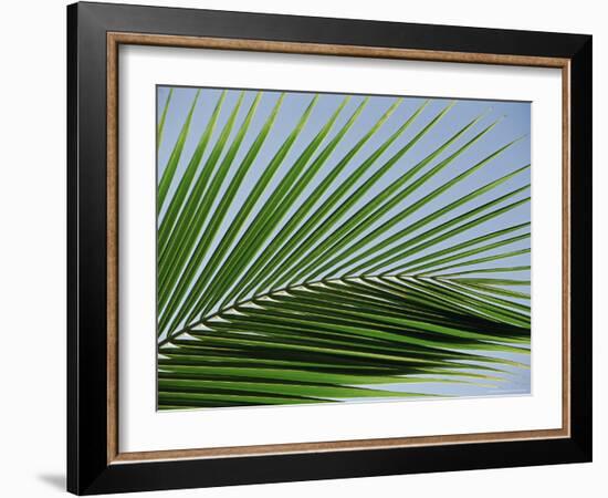 Close-up of Palm Leaf at Ko Samet Island, Rayong, Thailand, Asia-Richard Nebesky-Framed Photographic Print