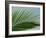 Close-up of Palm Leaf at Ko Samet Island, Rayong, Thailand, Asia-Richard Nebesky-Framed Photographic Print