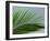 Close-up of Palm Leaf at Ko Samet Island, Rayong, Thailand, Asia-Richard Nebesky-Framed Photographic Print