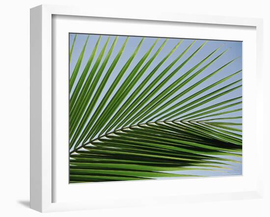 Close-up of Palm Leaf at Ko Samet Island, Rayong, Thailand, Asia-Richard Nebesky-Framed Photographic Print