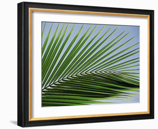 Close-up of Palm Leaf at Ko Samet Island, Rayong, Thailand, Asia-Richard Nebesky-Framed Photographic Print