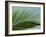 Close-up of Palm Leaf at Ko Samet Island, Rayong, Thailand, Asia-Richard Nebesky-Framed Photographic Print