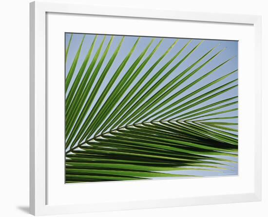Close-up of Palm Leaf at Ko Samet Island, Rayong, Thailand, Asia-Richard Nebesky-Framed Photographic Print