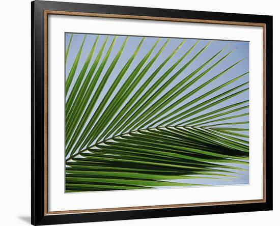 Close-up of Palm Leaf at Ko Samet Island, Rayong, Thailand, Asia-Richard Nebesky-Framed Photographic Print