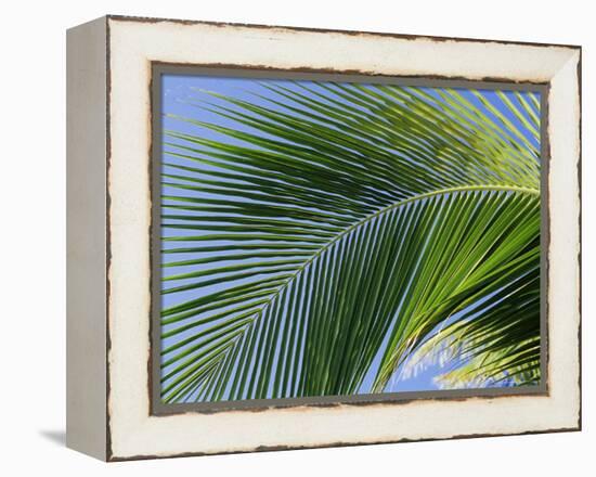 Close-up of Palm Leaf at Ko Samet Island, Rayong, Thailand, Asia-Richard Nebesky-Framed Premier Image Canvas