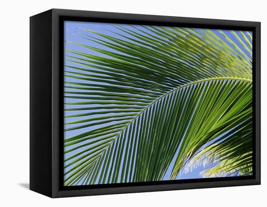 Close-up of Palm Leaf at Ko Samet Island, Rayong, Thailand, Asia-Richard Nebesky-Framed Premier Image Canvas