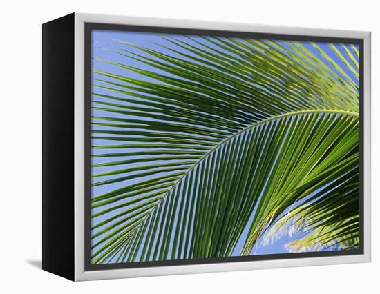 Close-up of Palm Leaf at Ko Samet Island, Rayong, Thailand, Asia-Richard Nebesky-Framed Premier Image Canvas