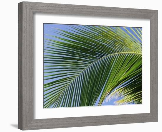 Close-up of Palm Leaf at Ko Samet Island, Rayong, Thailand, Asia-Richard Nebesky-Framed Photographic Print