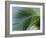 Close-up of Palm Leaf at Ko Samet Island, Rayong, Thailand, Asia-Richard Nebesky-Framed Photographic Print