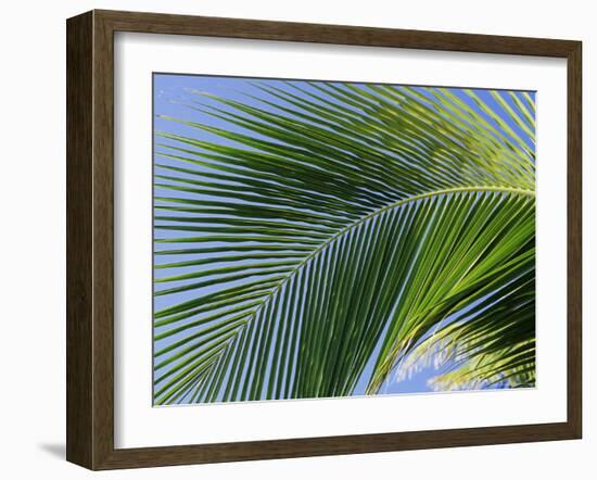 Close-up of Palm Leaf at Ko Samet Island, Rayong, Thailand, Asia-Richard Nebesky-Framed Photographic Print