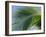 Close-up of Palm Leaf at Ko Samet Island, Rayong, Thailand, Asia-Richard Nebesky-Framed Photographic Print