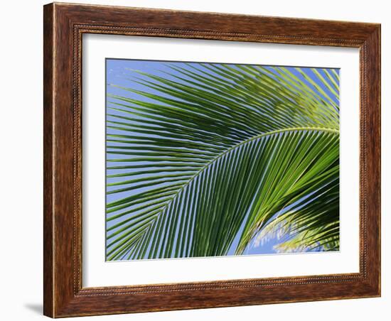 Close-up of Palm Leaf at Ko Samet Island, Rayong, Thailand, Asia-Richard Nebesky-Framed Photographic Print