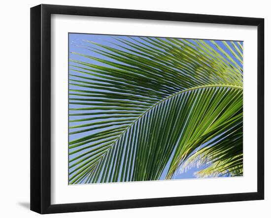 Close-up of Palm Leaf at Ko Samet Island, Rayong, Thailand, Asia-Richard Nebesky-Framed Photographic Print